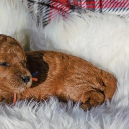 Spruce - Red  male Goldendoodle puppy in Boise, Idaho from Goldendoodle Baby