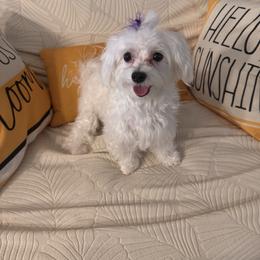 Sissy - Maltese