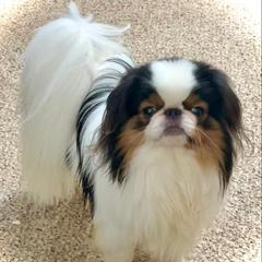 Kimiko’s Dancing In The Moonlight - Japanese Chin