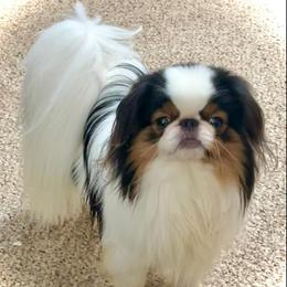 Kimiko’s Dancing In The Moonlight - Japanese Chin