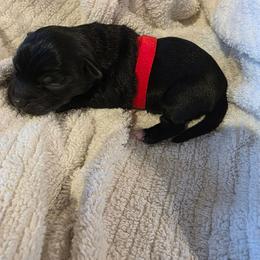 Baby boy red - Black and white male Shorkie puppy in Chipley, Florida from Relentless Homestead