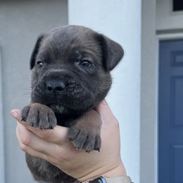 Cane Corso Puppies from Valyrian Cane Corsos
