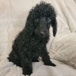 White collar - Black male Poodle puppy in Colorado Springs, Colorado from Silly's Standard Poodles