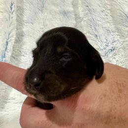 Black and tan - Black and tan male Dachshund puppy in Ozark, Alabama from Honey Hill Dachshunds