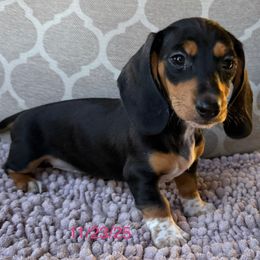 Hailey - Piebald female Dachshund puppy in Joshua Tree, California from Desert Dreams Ranch