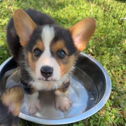 Comet - Black and tan male Pembroke Welsh Corgi puppy in Beggs, Oklahoma from Blue Diamond Corgi’s