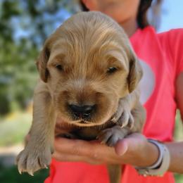 Atlas - Dark golden male Golden Retriever puppy in Calimesa, California from Coppertown Retrievers