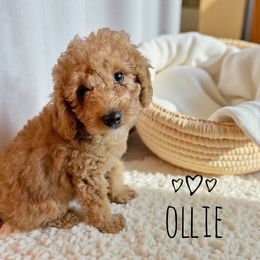 Ollie - Parti male Poodle puppy in Warrensburg, Missouri from Supreme Doodles