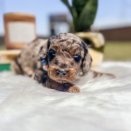 Goldendoodle Puppies from Posh Paws Puppies