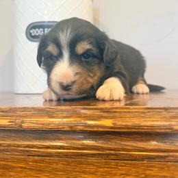 Cobia - Black tri female Miniature Australian Shepherd puppy in Lakeport, California from Akins Aussies/Wild Rose Ranch