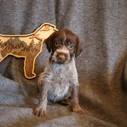 Yellow - Brown and gray female Wirehaired Pointing Griffon puppy in Afton, Wisconsin from Daehler's Wirehaired Pointing Griffons