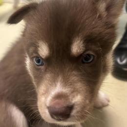 Lucky - Red and white female Siberian Husky puppy in Middlebury, Vermont from Rebel Huskys