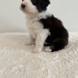 "Ruby" Australian Shepherd Puppies from Aussie Hill Farm