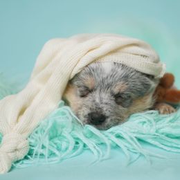 Australian Cattle Dog and Collie Puppies from Blackberry Hills