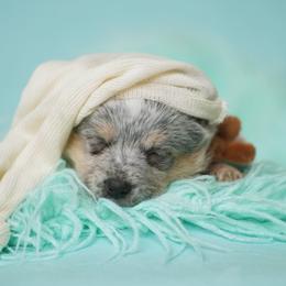 Australian Cattle Dog and Collie Puppies from Blackberry Hills