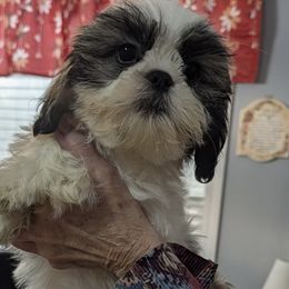 Lawson - Tricolor male Shih Tzu puppy in Tallahassee, Florida from Bows and Bow Ties