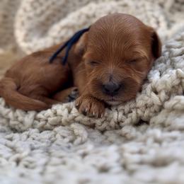 Boy 2 - Red male Cavapoo puppy in Arlington, Texas from Van Haselen Poodles and Doodles