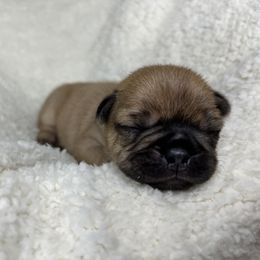 French Bulldog Puppies from Carter’s Kennel