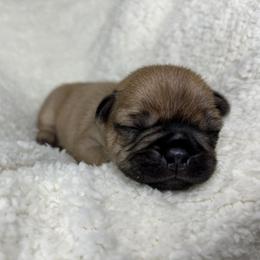 French Bulldog Puppies from Carter’s Kennel