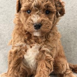 Wilson - Red  male Goldendoodle puppy in Somerset, Kentucky from Hilltop Doodles KY LLC