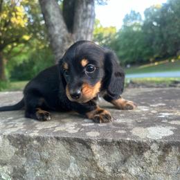 Louie - Black and tan male Dachshund puppy in Burlington, North Carolina from Dachshund Meadows