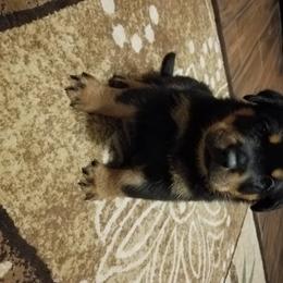 Rottweiler Puppies from Gottlïchen Rottweilers