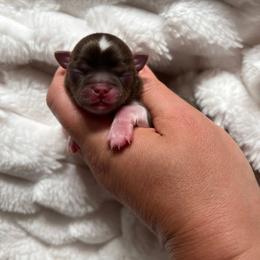 Girl 1 - Chocolate and tan female Chihuahua puppy in Michigan from Fanciful Thrills Kennel