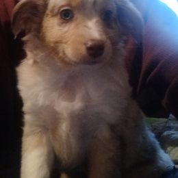 Miniature Australian Shepherd Puppies from D & B Aussies