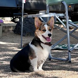 Clarabelle - Pembroke Welsh Corgi