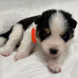 Border Collie Puppies from Hill Valey Border Collies