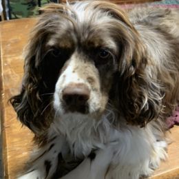 Cocker Spaniels from Sandra Clark's Cocker Spaniels