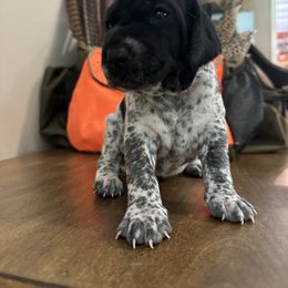 Dolly - Black roan female German Shorthaired Pointer puppy in Bainbridge, Georgia from Chapman Bird Dogs