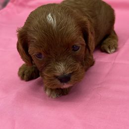 Tiana - Brown female Cavapoo puppy in Burke, New York from Patti’s Puppies