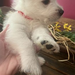 West Highland White Terrier Puppies from Colvin’s Westies
