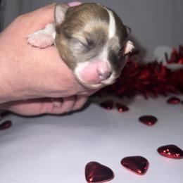 Chihuahua Puppies from Dog Bones N Harmony