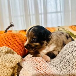 Carter - Blue merle male Miniature Australian Shepherd puppy in Wauchula, Florida from Sun & Moon Aussies