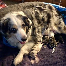 Australian Shepherd Puppies from Bline's Awesome Aussies