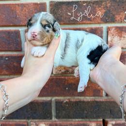 Lydia - Blue merle female Bernedoodle puppy in Owasso, Oklahoma from Kallams Bernedoodles & Bernese Mountain Dogs