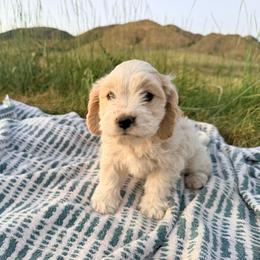Wally - Blenheim male Cavachon puppy in Malad, Idaho from Sunny Hill Puppies