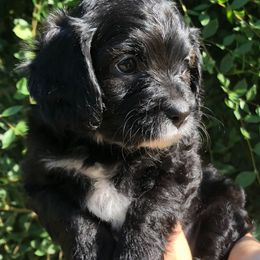 Cavalier King Charles Spaniel and Cavapoo Puppies from Small Town Cavaliers