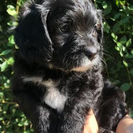 Cavalier King Charles Spaniel and Cavapoo Puppies from Small Town Cavaliers