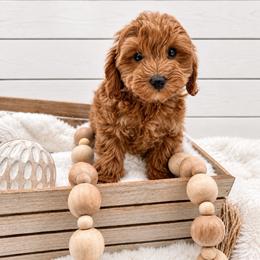 Red collar - Apricot male Goldendoodle puppy in Belgrade, Montana from 406springhilldoodles