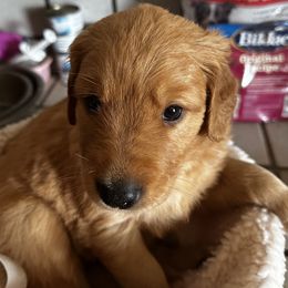 Blue - Dark golden male Golden Retriever puppy in Stratton, Colorado from Anam Cara Retrievers