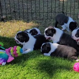 Boston Terrier Puppies from Cripple Creek Boston Terriers