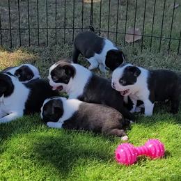 Boston Terrier Puppies from Cripple Creek Boston Terriers