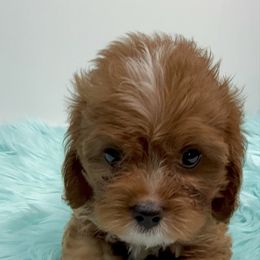 Simba - Red male Cavapoo puppy in Miami, Florida from Mario’s Pups