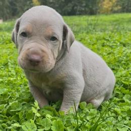Willy - Yellow male Catahoula Leopard Dog puppy in Washington from Coweeman Catahoulas