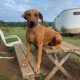 Roxy - Rhodesian Ridgeback