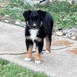 Chocolate - Black tri-color female Australian Shepherd puppy in Mount Vernon, Texas from RJ's Aussie Posse