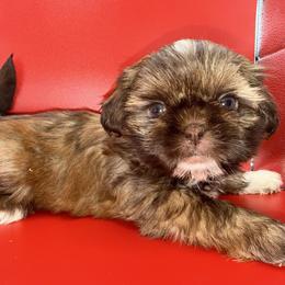 Boy 1 - Chocolate and tan male Shih Tzu puppy in Albany, New York from Precious Shihpoo’s and Luxurious Shih Tzu’s